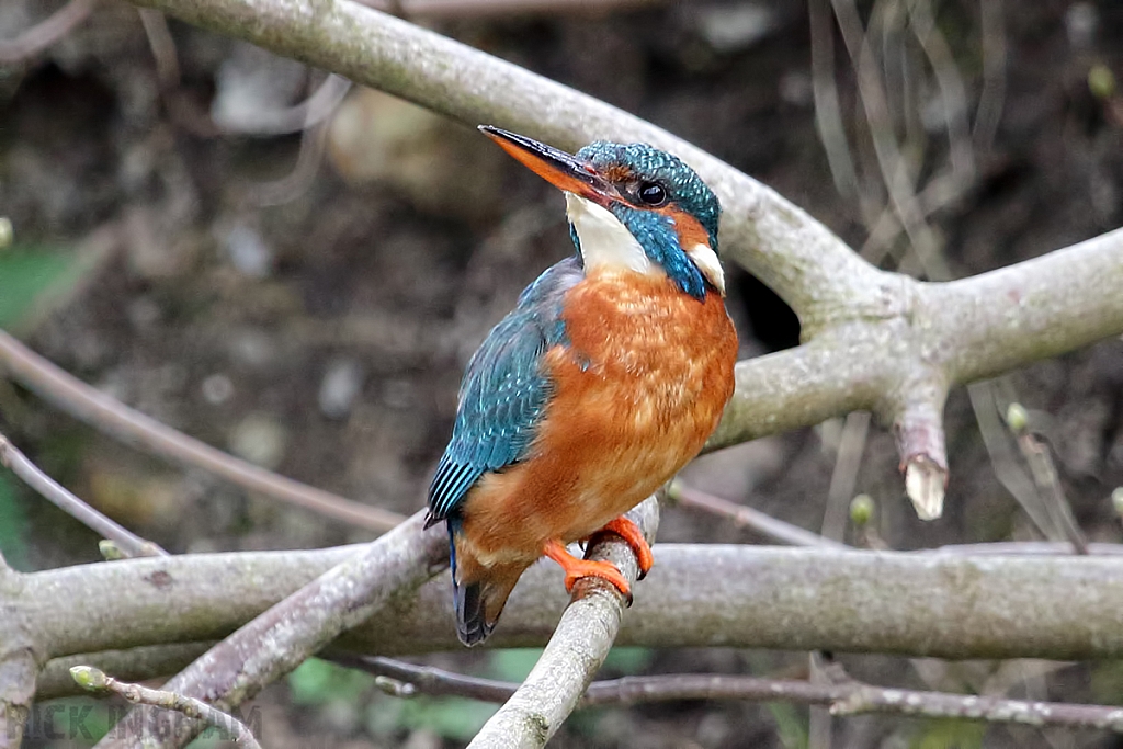 Common Kingfisher | Female