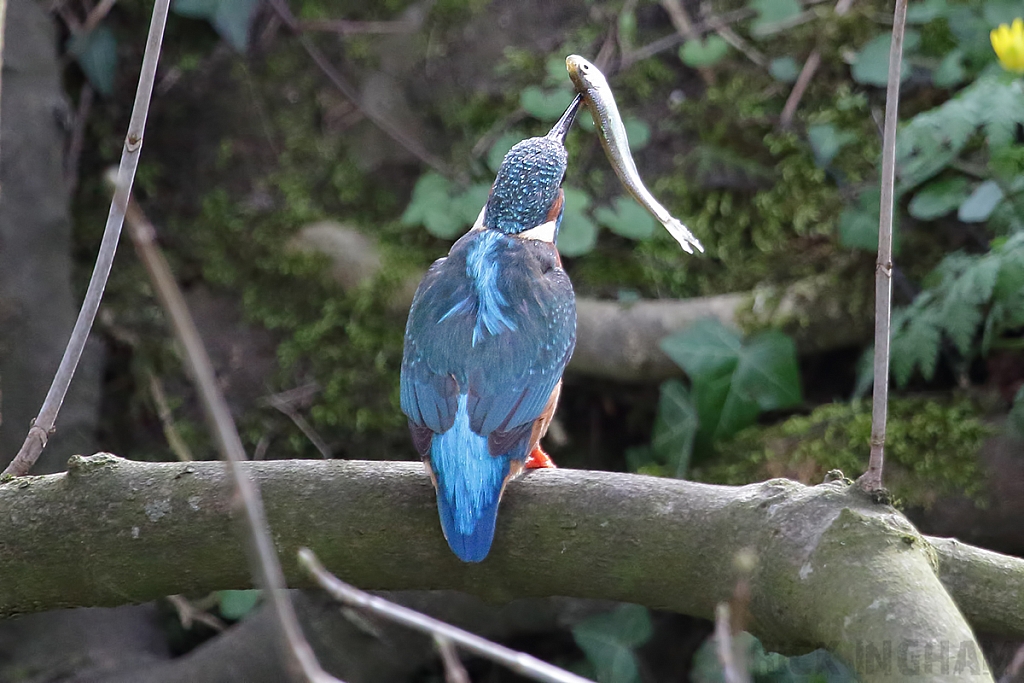 Common Kingfisher | Female