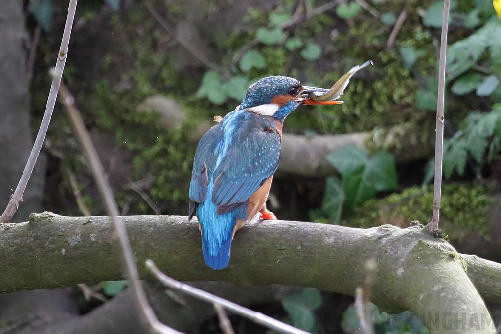 Common Kingfisher | Female