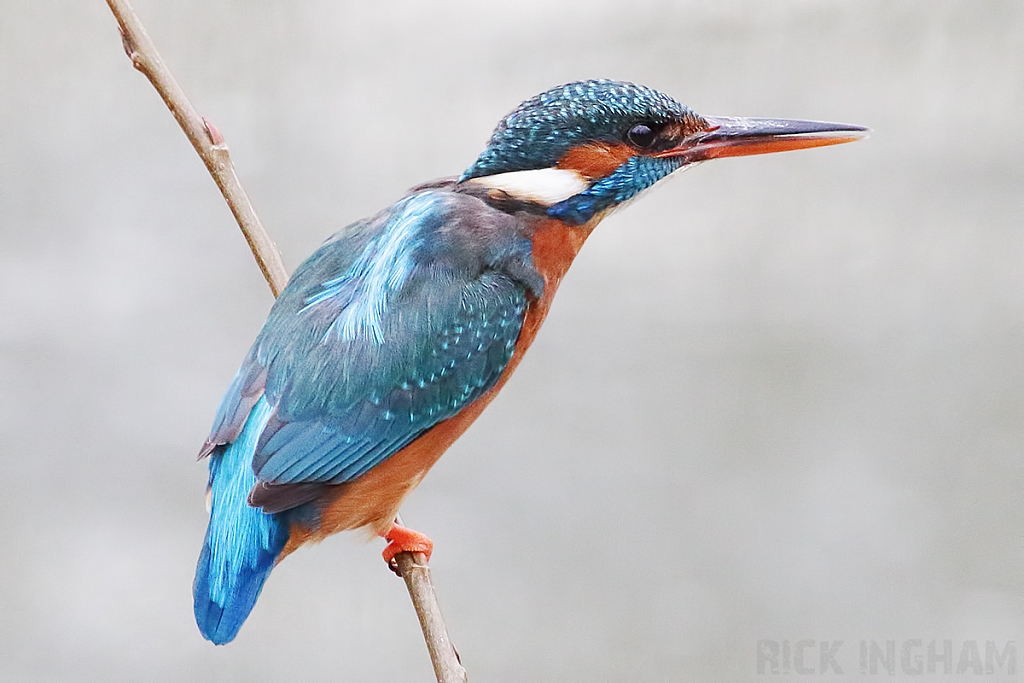 Common Kingfisher | Female