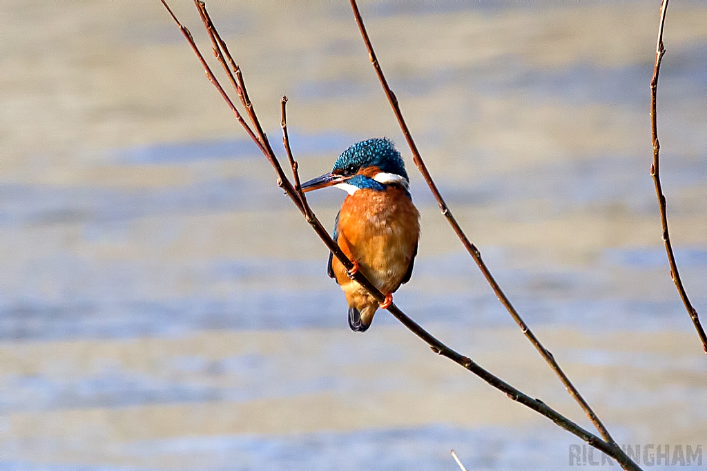 Common Kingfisher | Female