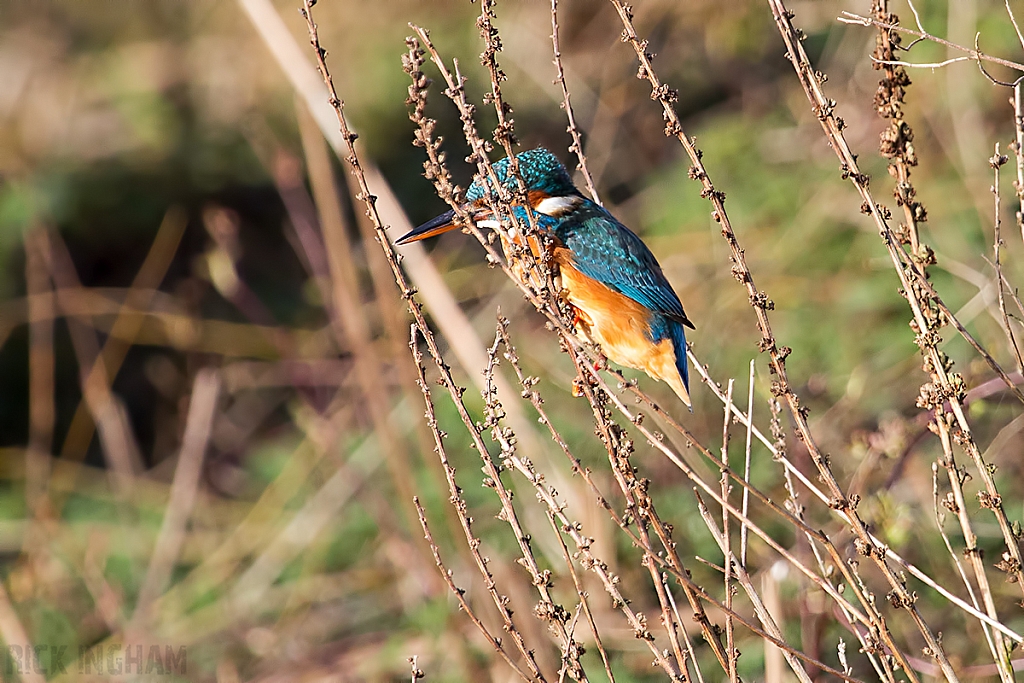 Common Kingfisher | Female