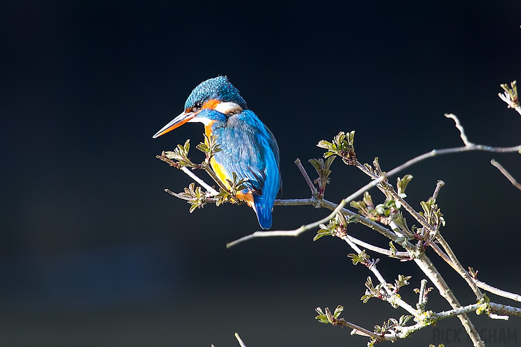 Common Kingfisher | Female