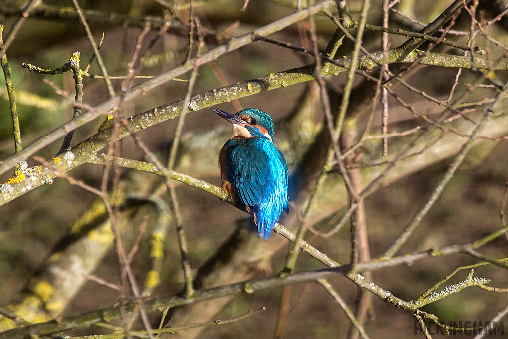 Common Kingfisher | Male