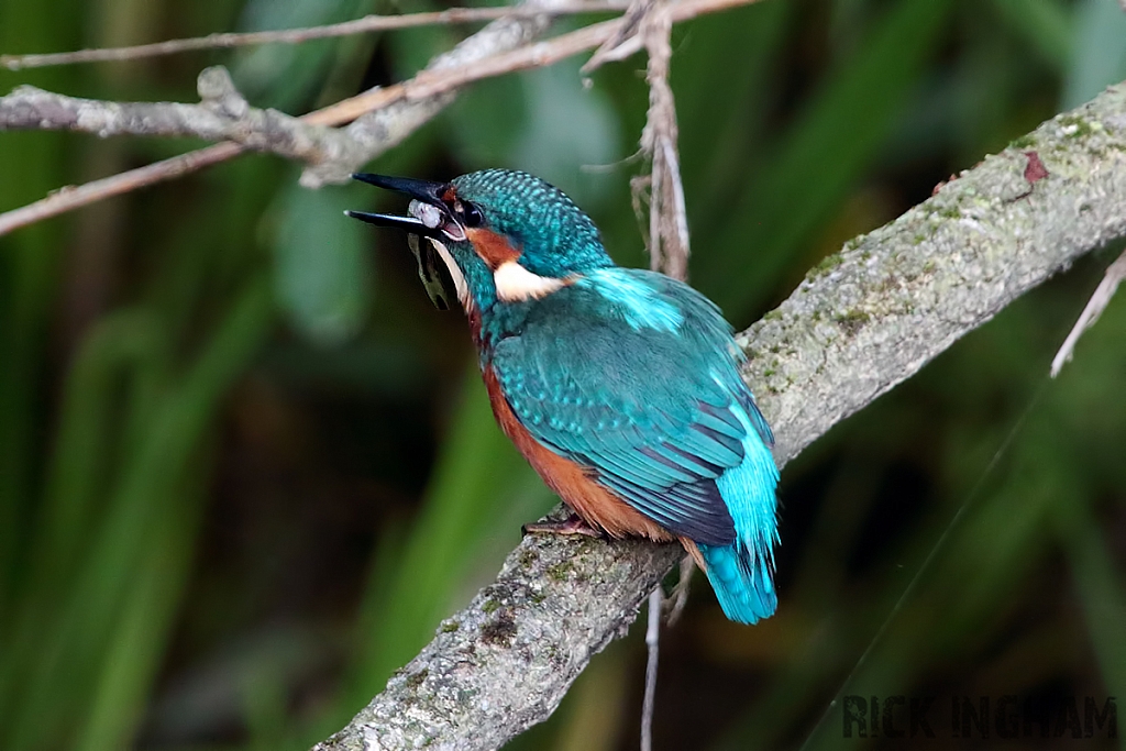 Common Kingfisher | Juvenile Male