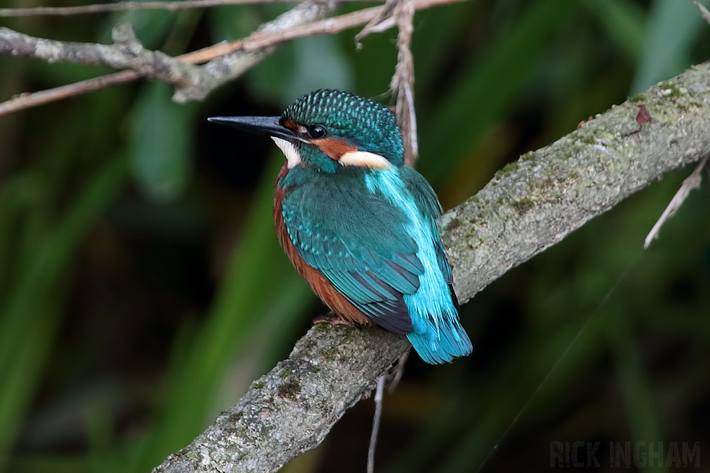 Common Kingfisher | Juvenile Male