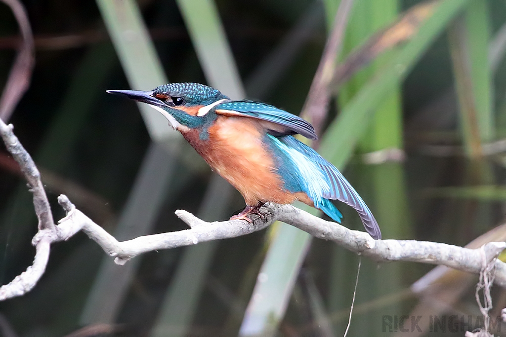 Common Kingfisher | Juvenile Male