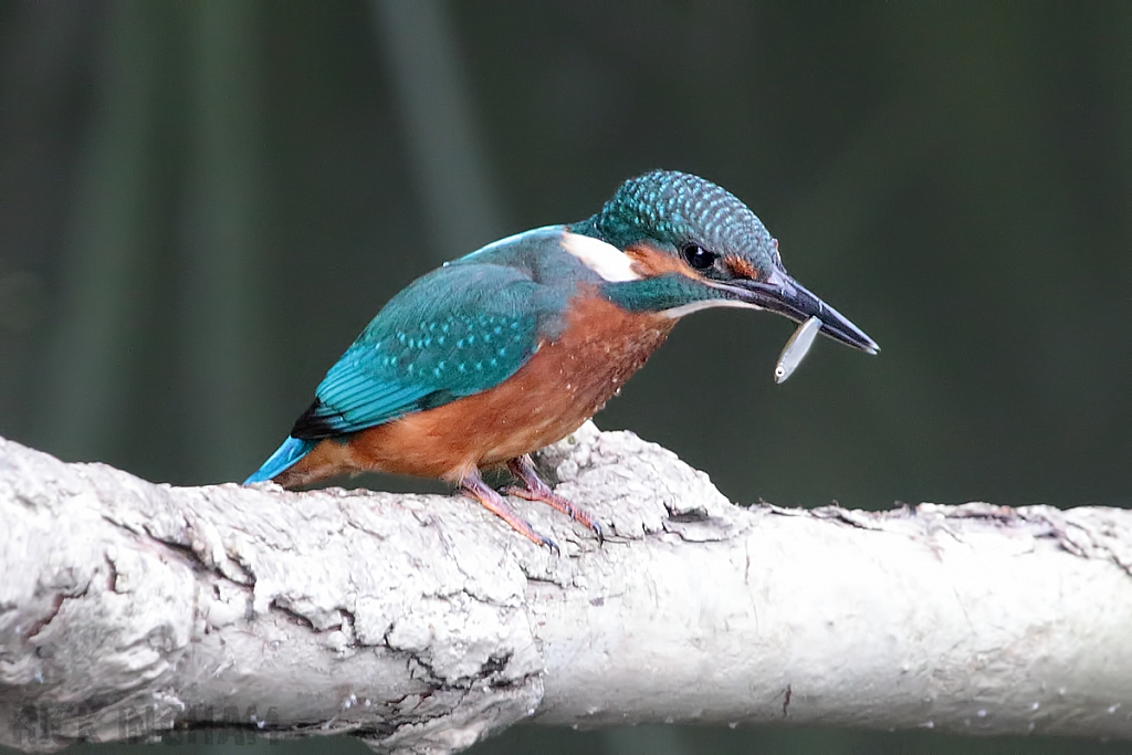 Common Kingfisher | Juvenile Male