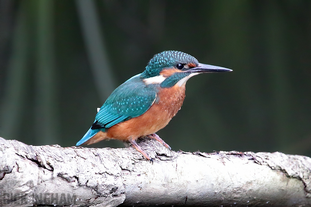 Common Kingfisher | Juvenile Male