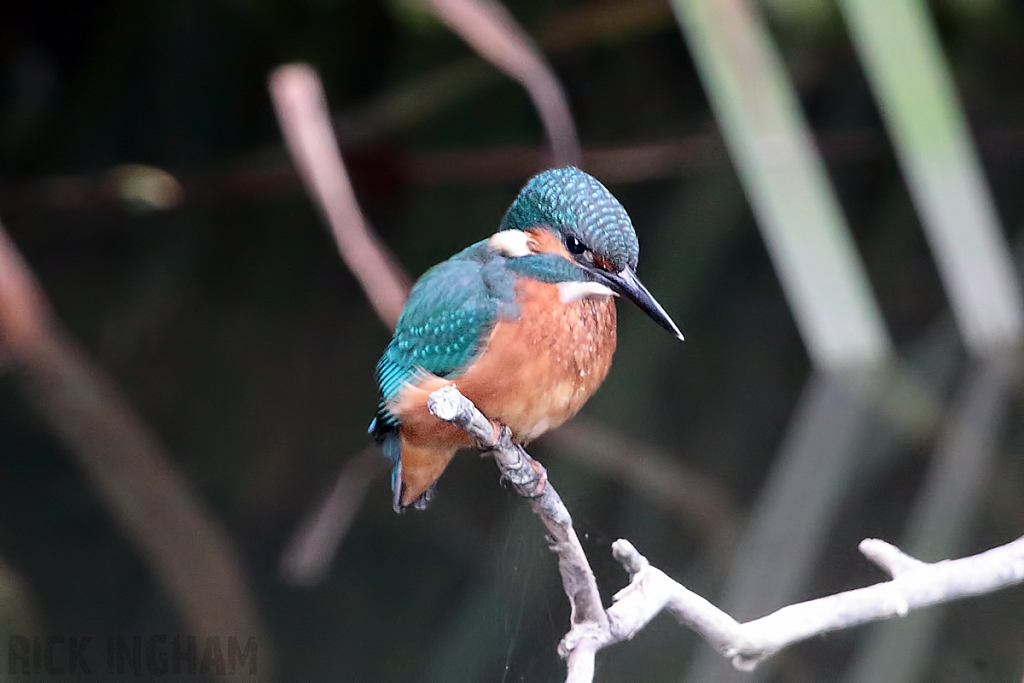 Common Kingfisher | Juvenile Male