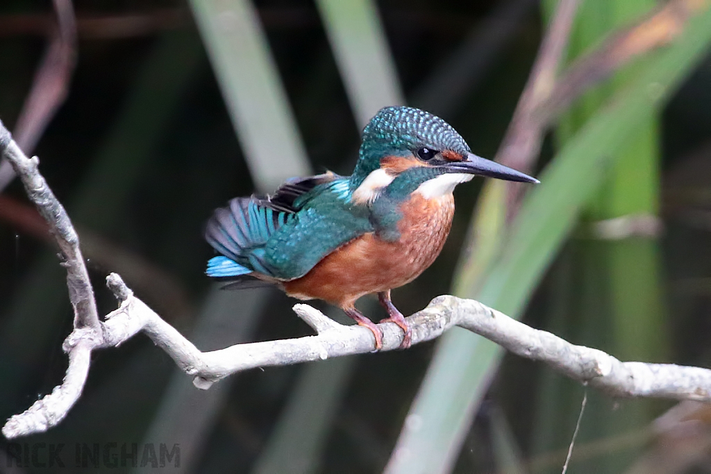 Common Kingfisher | Juvenile Male