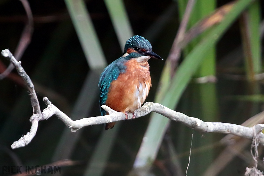 Common Kingfisher | Juvenile Male