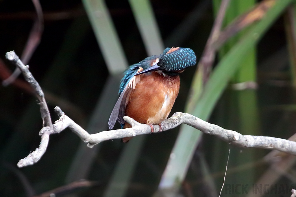 Common Kingfisher | Juvenile Male