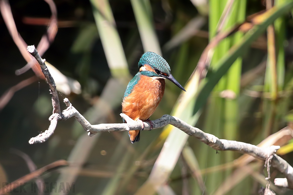 Common Kingfisher | Juvenile Male