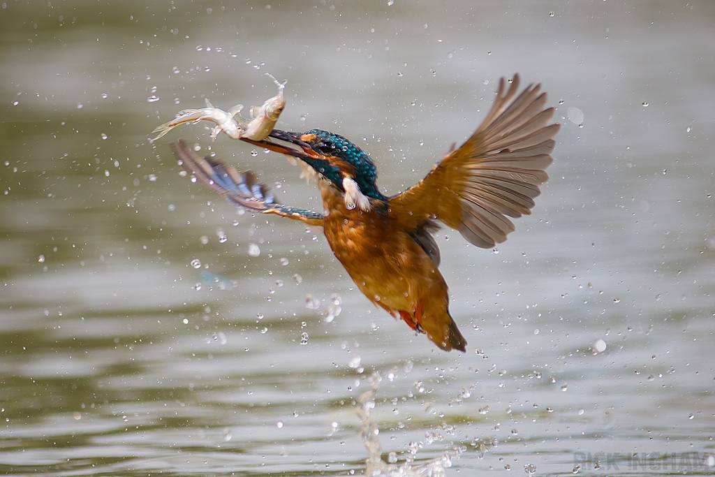 Common Kingfisher | Female