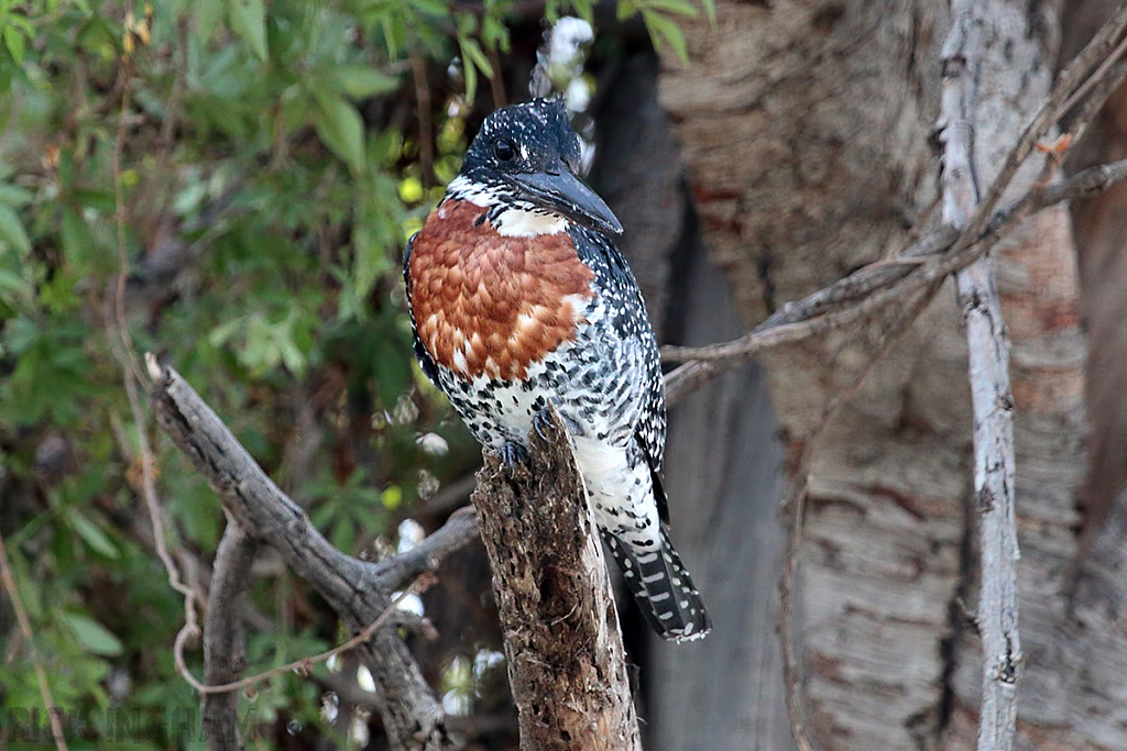 Giant Kingfisher | Male