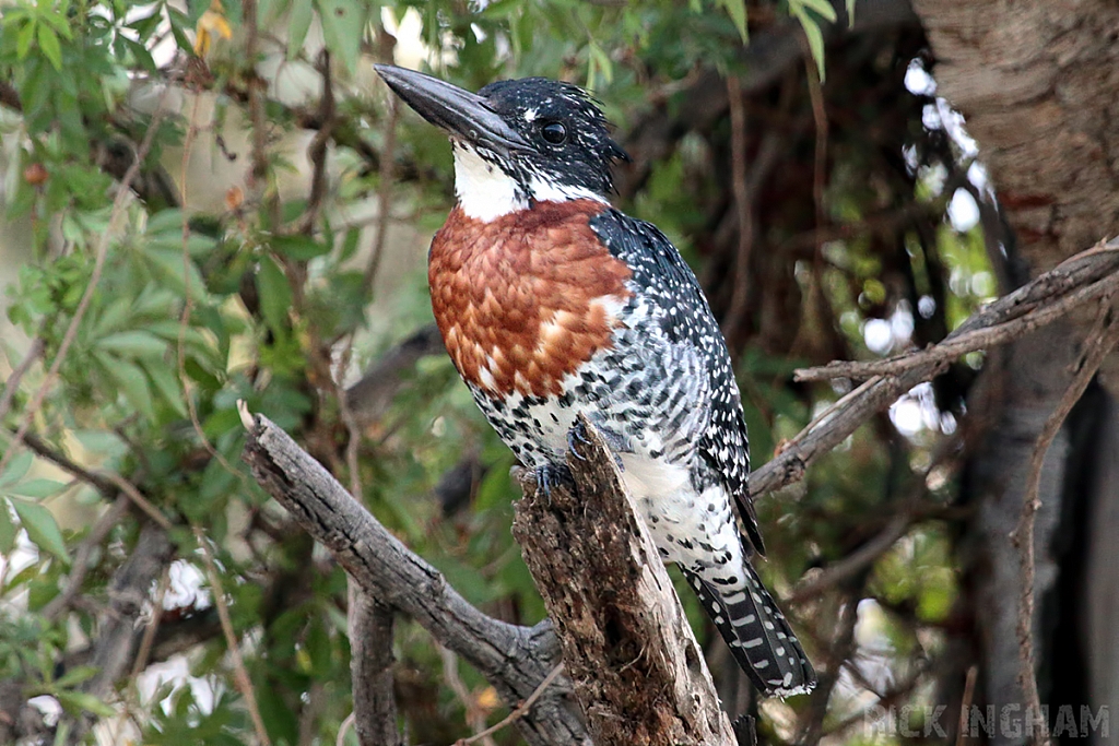 Giant Kingfisher | Male