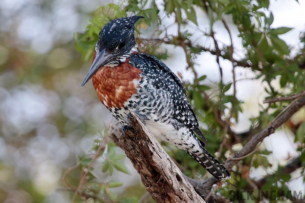 Giant Kingfisher | Male