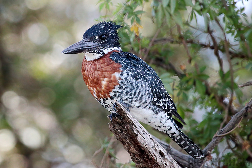 Giant Kingfisher | Male