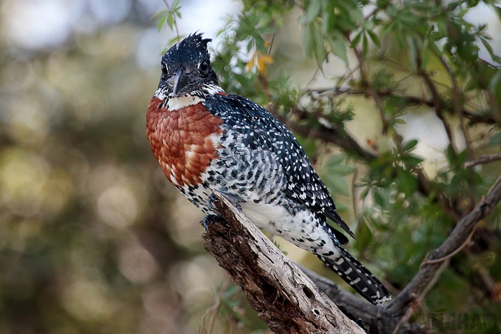 Giant Kingfisher | Male