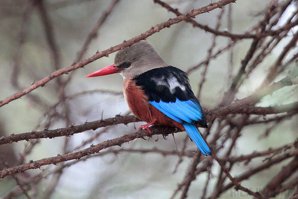 Grey Headed Kingfisher