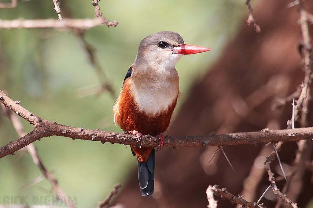 Grey Headed Kingfisher