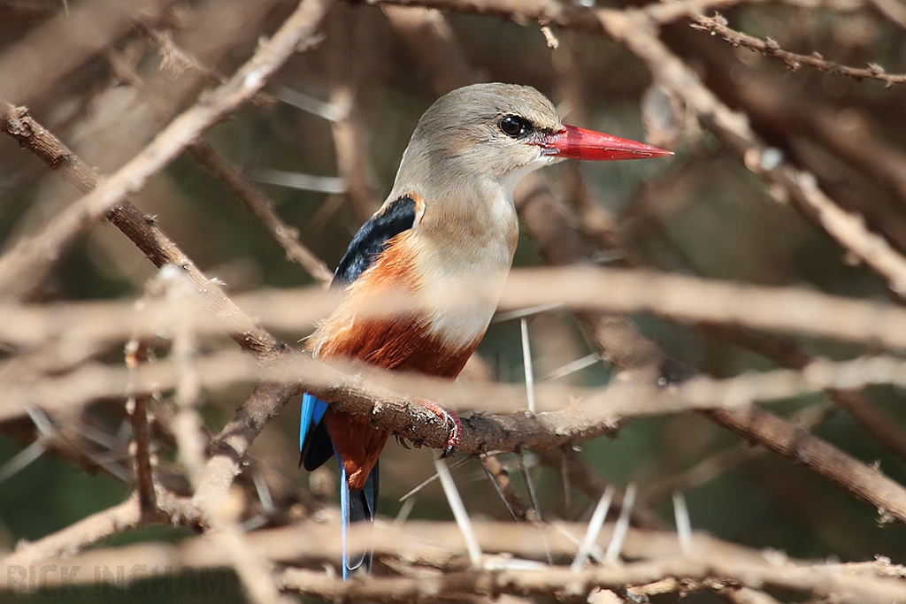 Grey Headed Kingfisher