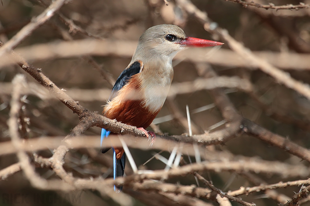 Grey Headed Kingfisher