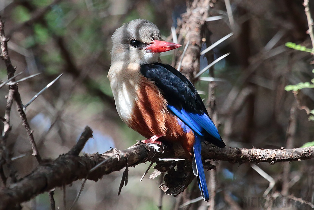 Grey Headed Kingfisher