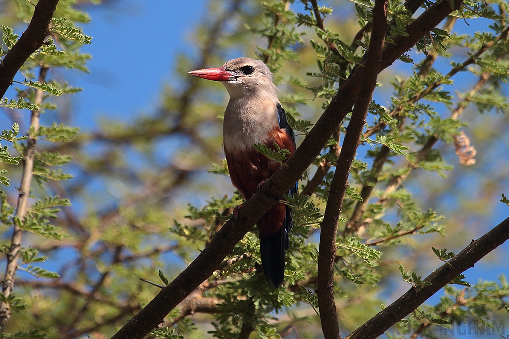 Grey Headed Kingfisher