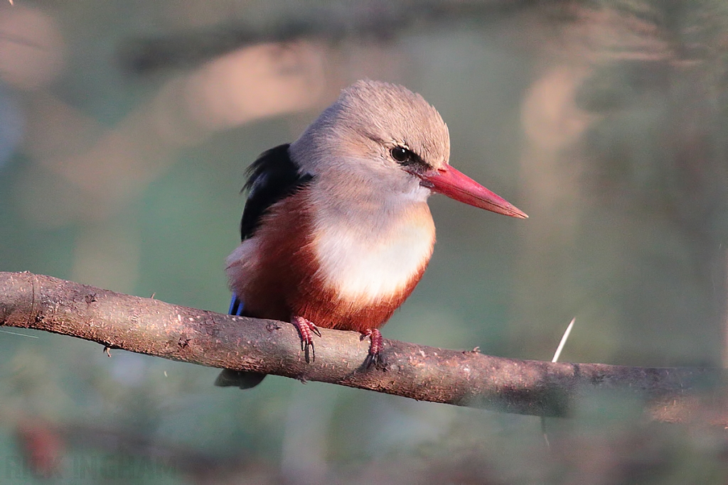 Grey Headed Kingfisher