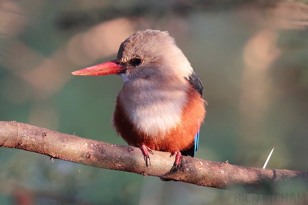 Grey Headed Kingfisher