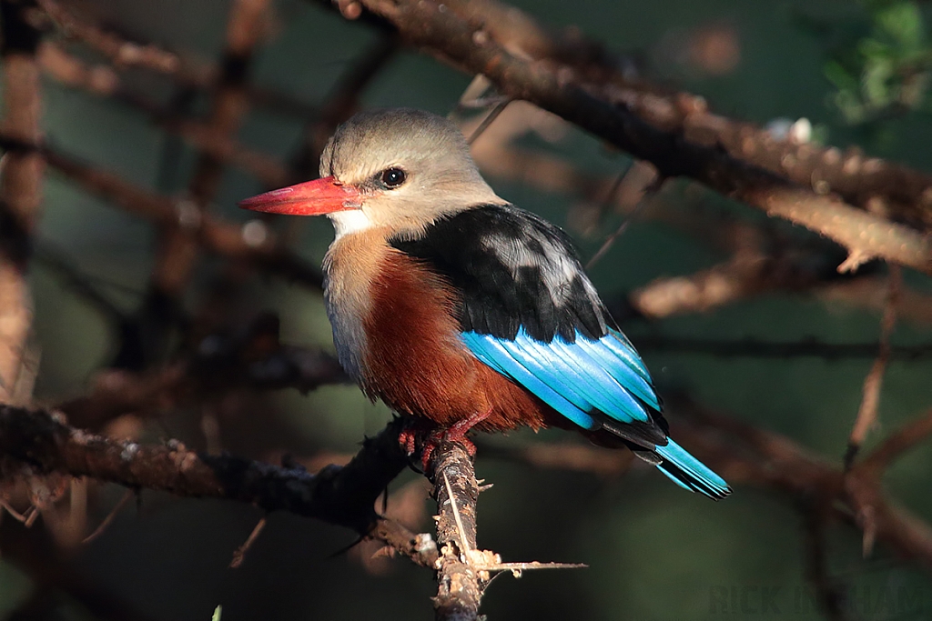 Grey Headed Kingfisher