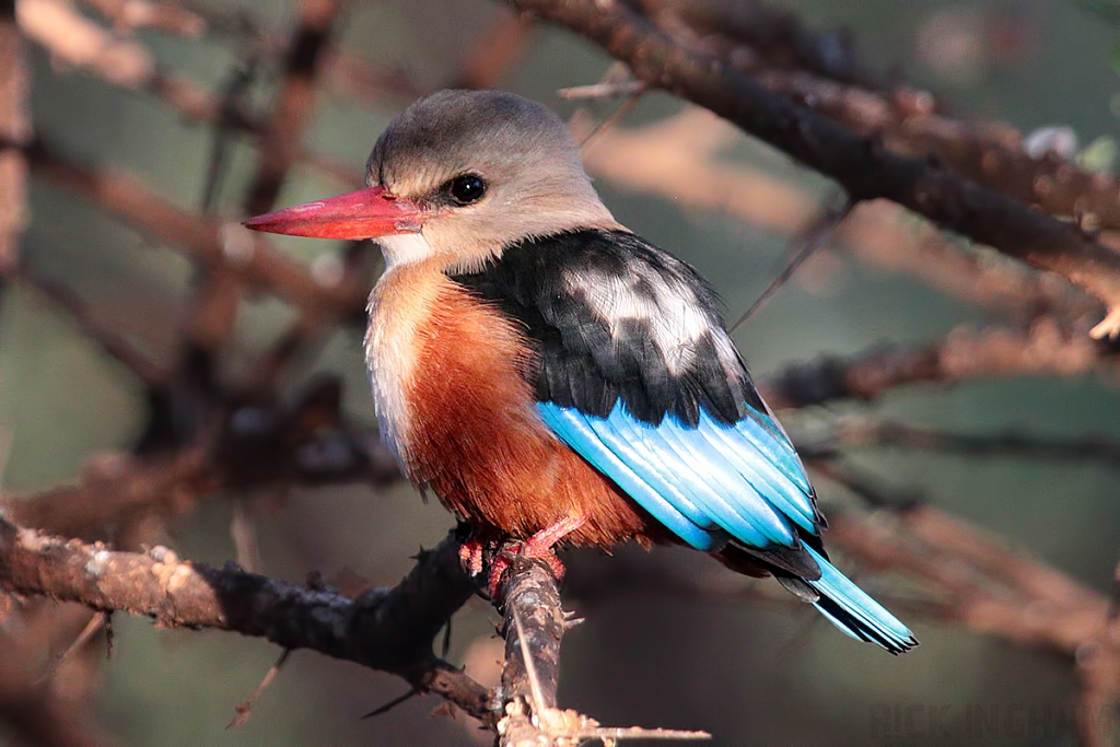 Grey Headed Kingfisher