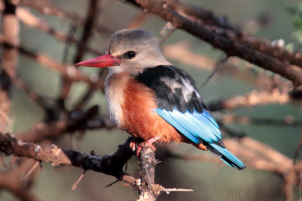 Grey Headed Kingfisher