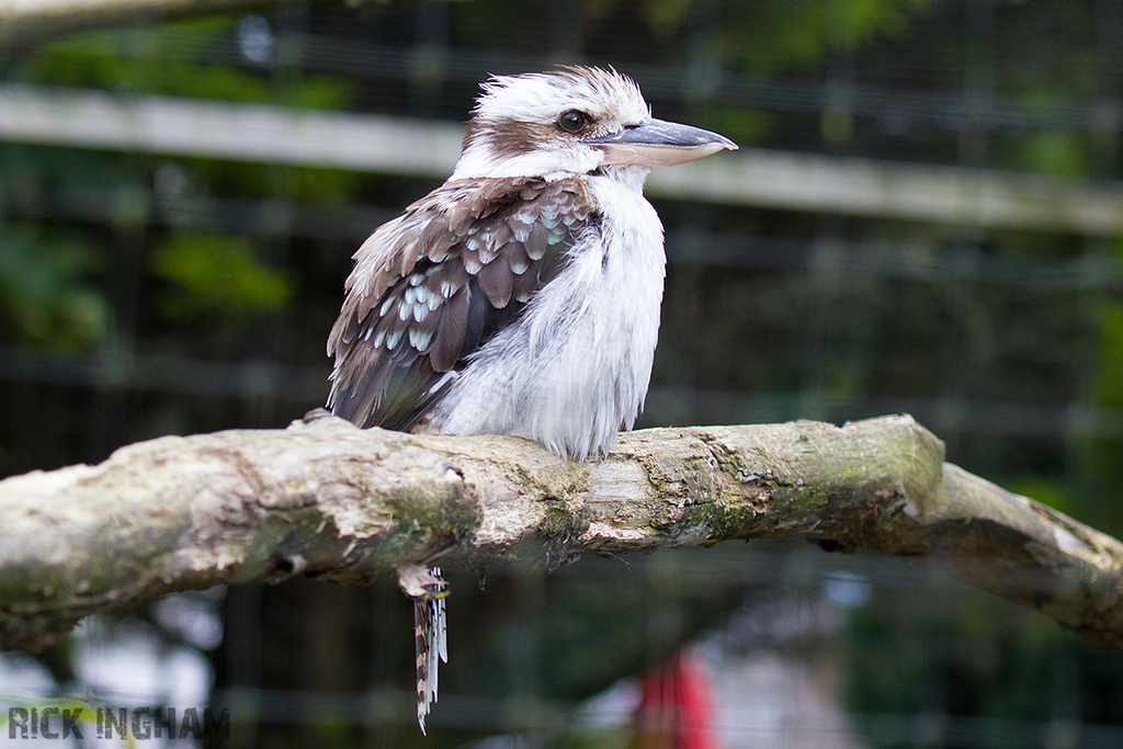 Laughing Kookaburra