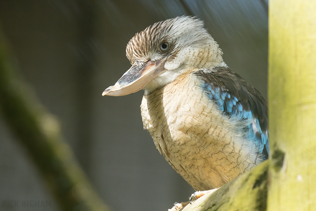 Blue-winged Kookaburra