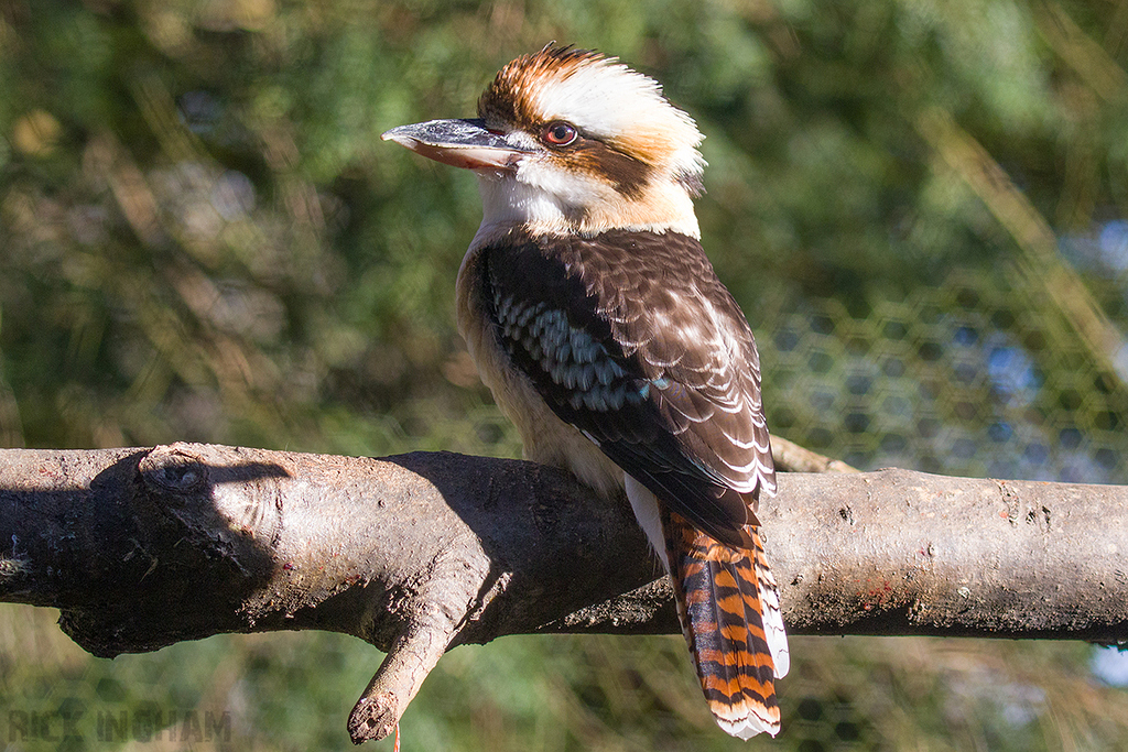 Laughing Kookaburra