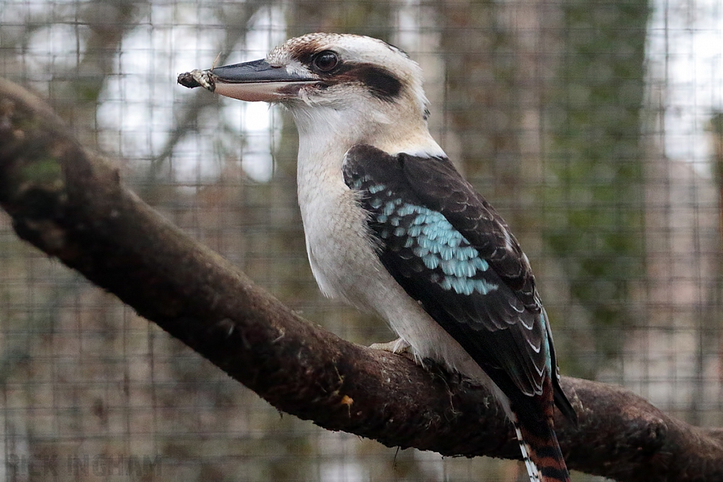 Laughing kookaburra