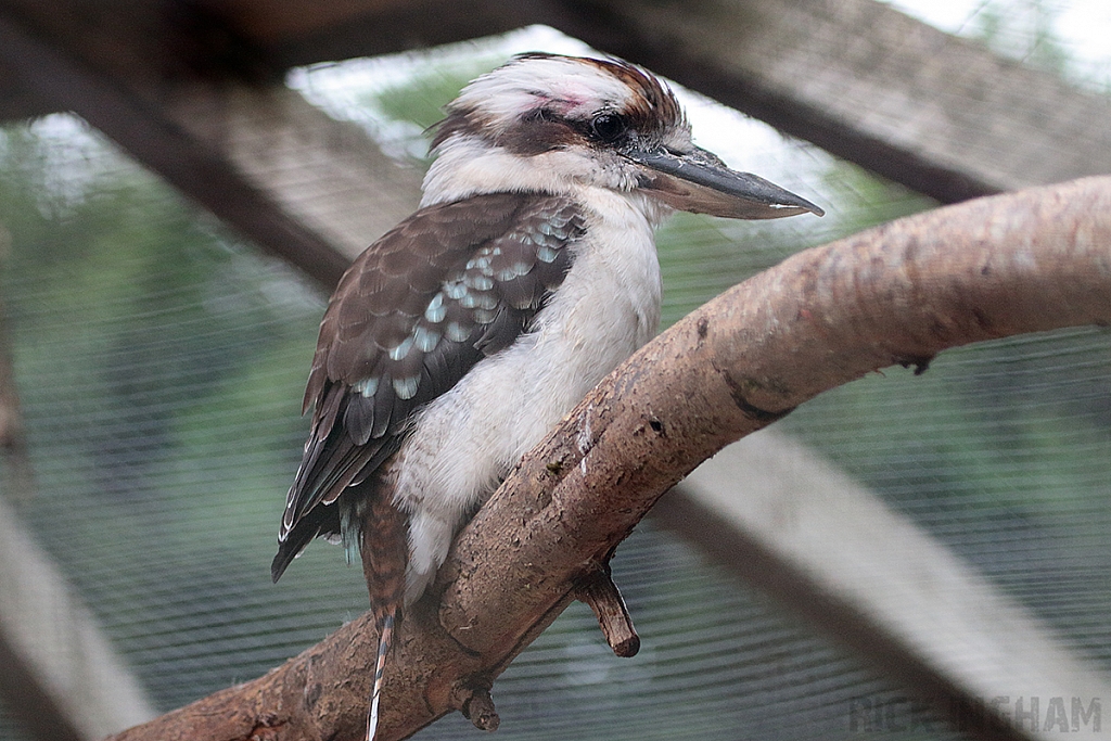 Laughing Kookaburra