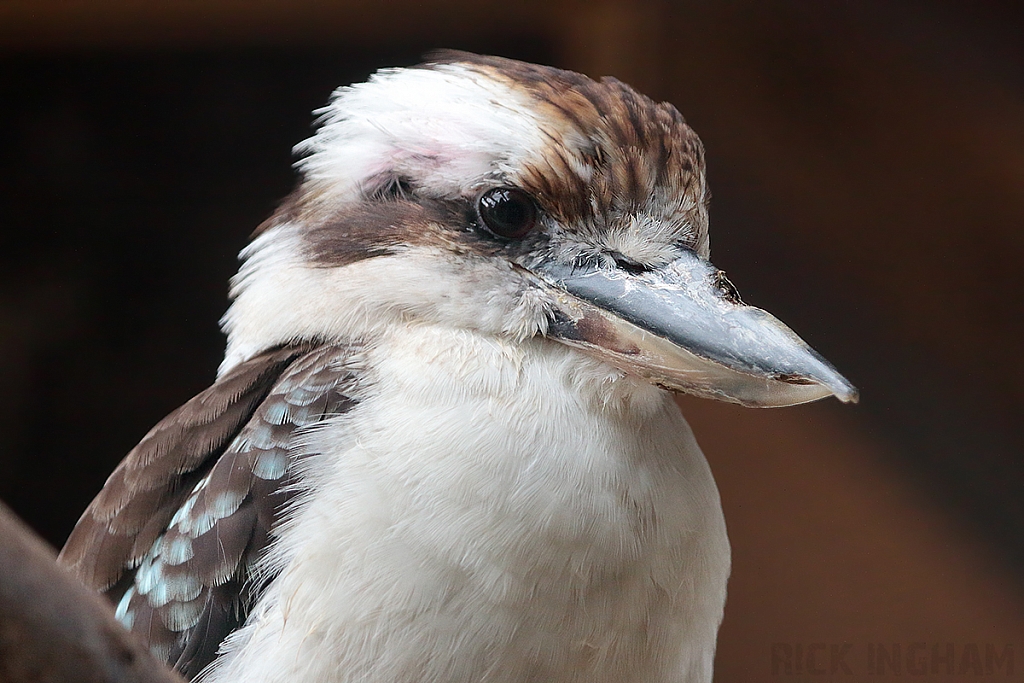 Laughing Kookaburra