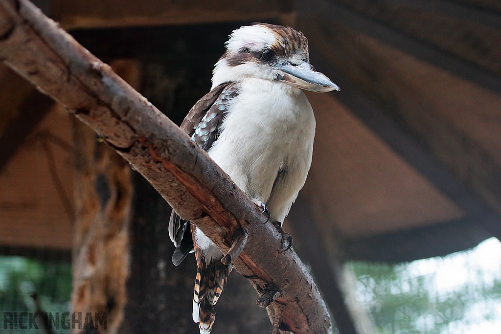 Laughing Kookaburra