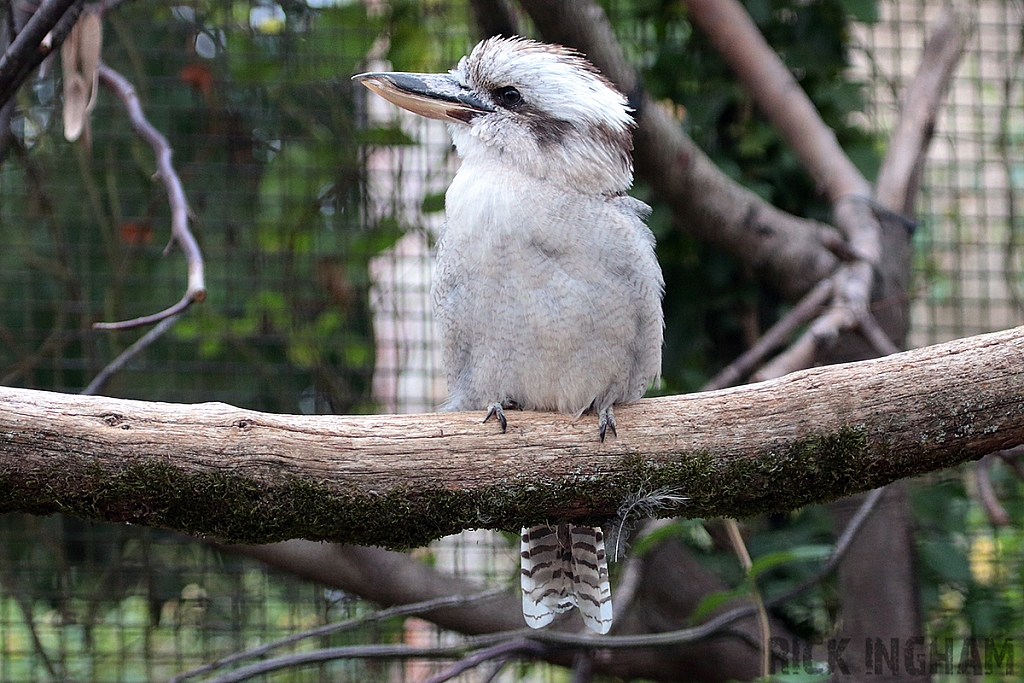 Laughing Kookaburra