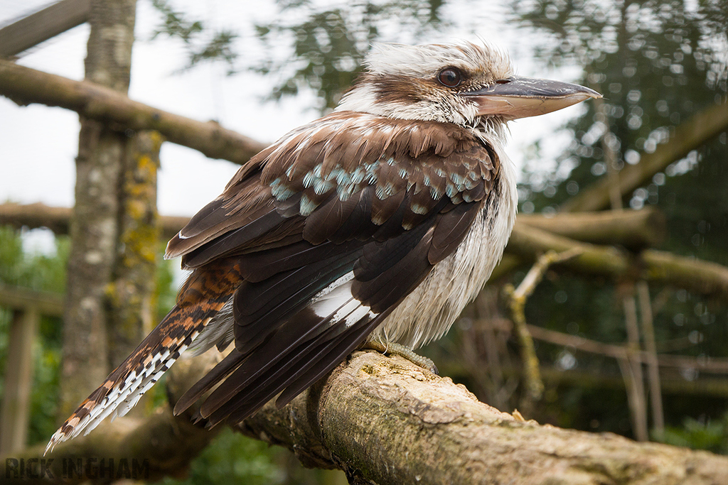 Laughing Kookaburra