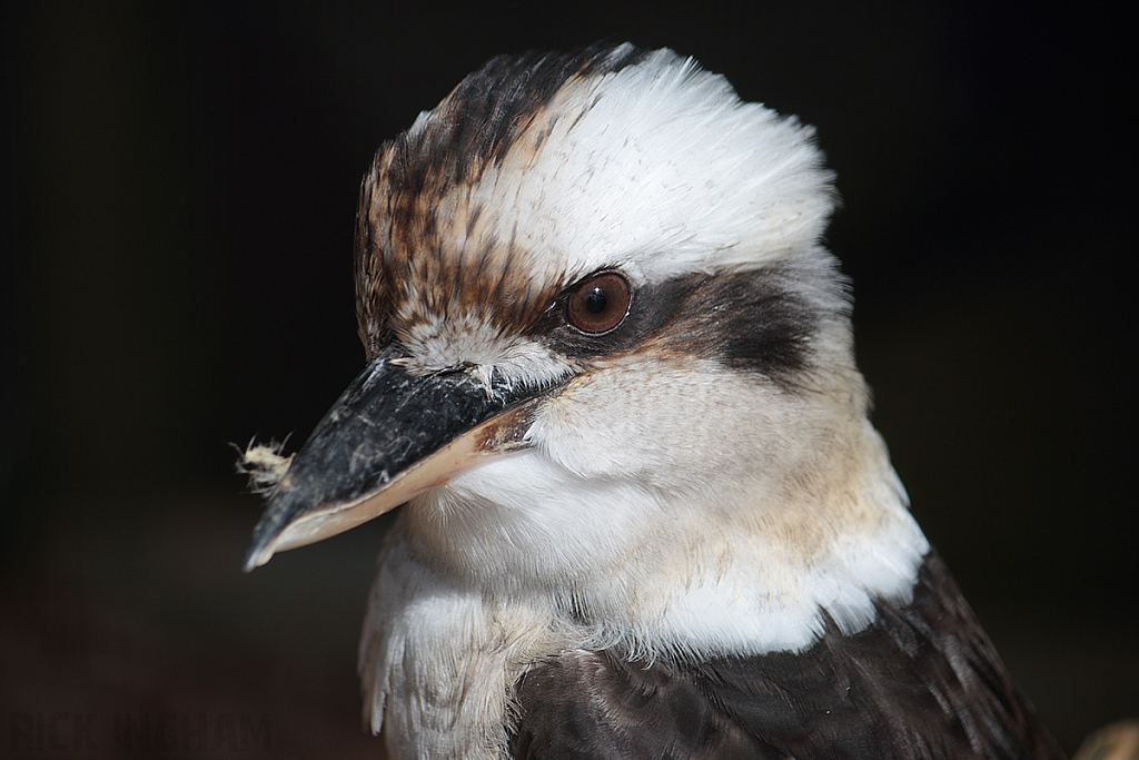 Laughing Kookaburra
