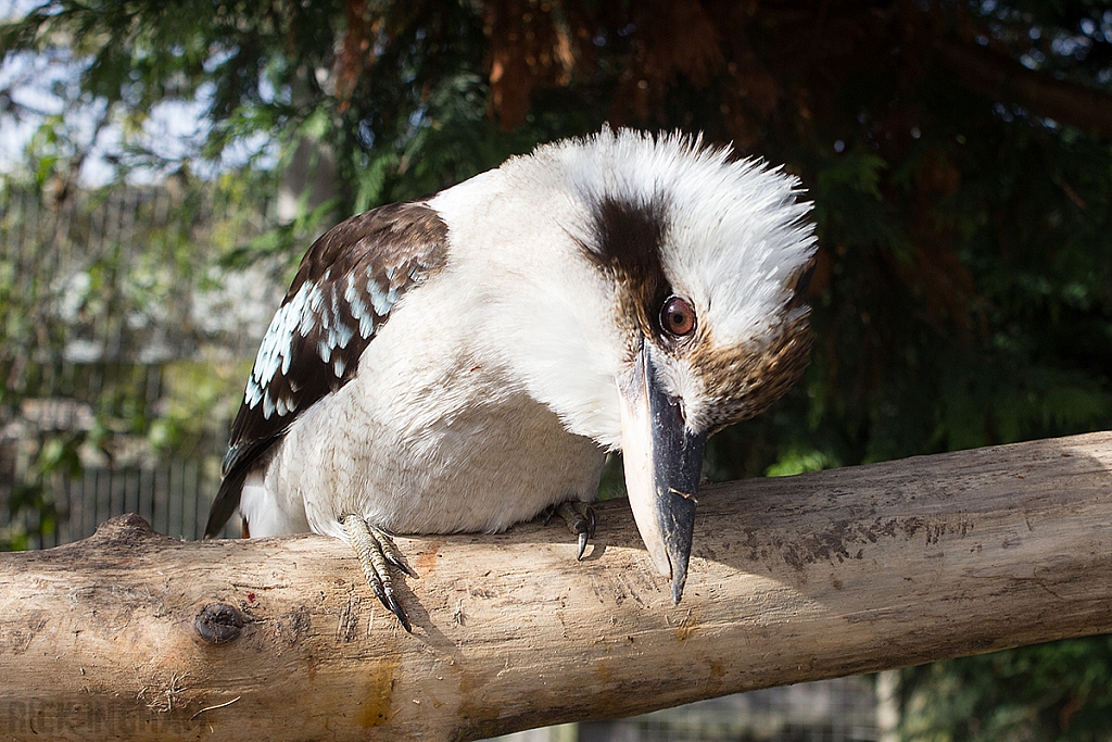 Kookaburra