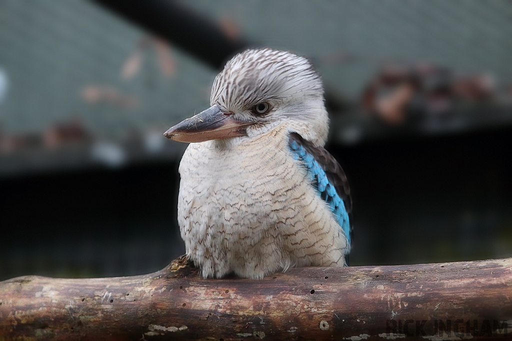 Blue-winged Kookaburra