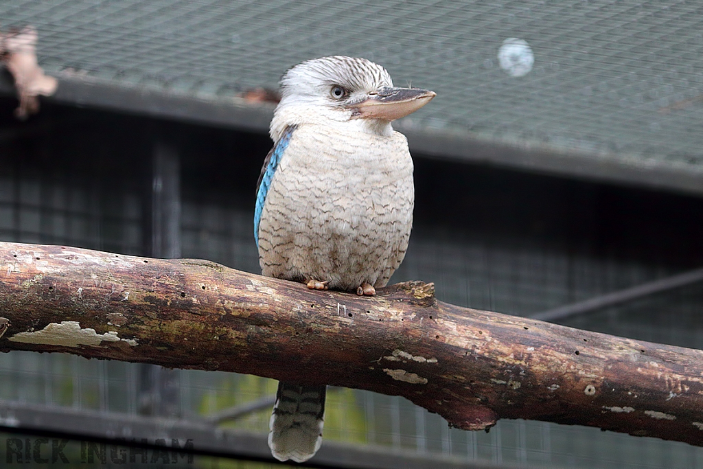 Blue-winged Kookaburra