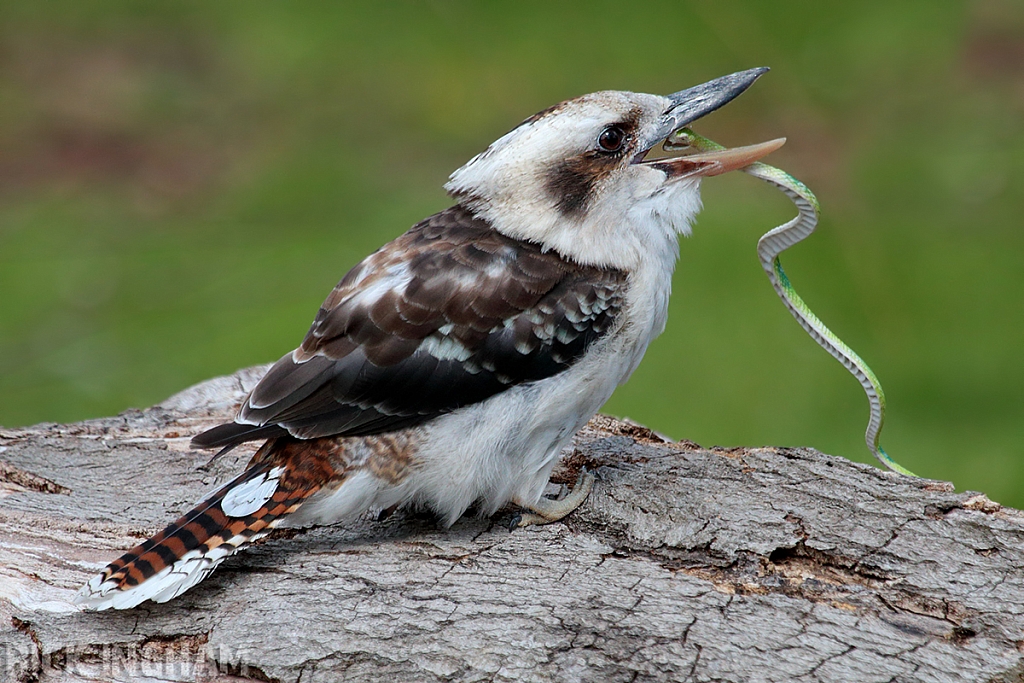 Laughing Kookaburra