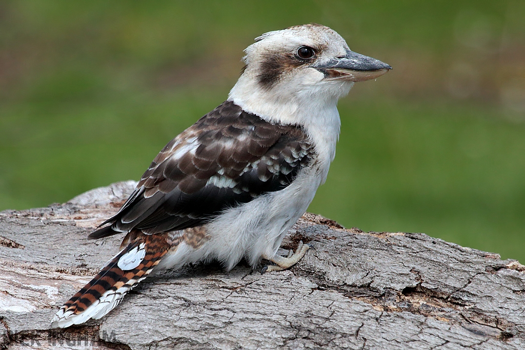 Laughing Kookaburra